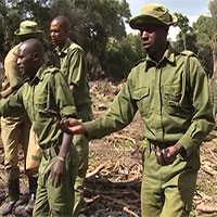 Bóng hạt giống giúp hồi sinh rừng bị tàn phá