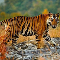 Vì sao hổ dễ dàng phát hiện con mồi ngay cả trong bóng tối?