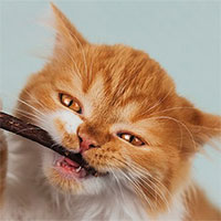 Kỹ năng xã hội của loài mèo quá kém để có thể 