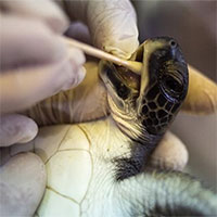 Tại sao rùa sau khi được cứu khỏi vùng biển bị tràn dầu sẽ được cho ăn sốt mayonnaise?