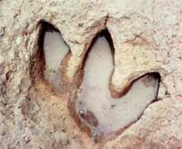 Bí ẩn sự phát triển mạnh mẽ của sinh vật tiền sử