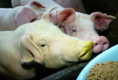 Những đột phá sinh học ấn tượng