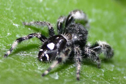 Côn trùng giả dạng kẻ săn mồi để thoát thân