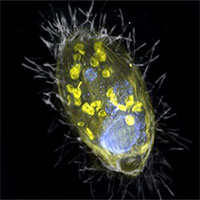 Các nhà khoa học phát hiện hình thức cộng sinh mới