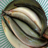 Loại cá vừa ngon lại rất tốt cho gan luôn sẵn có ở chợ Việt