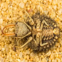 Ấu trùng kiến sư tử tung “cú lừa” ngoạn mục đến kẻ thù, giúp chúng thoát chết trong gang tấc