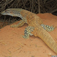 Phát hiện mới về 