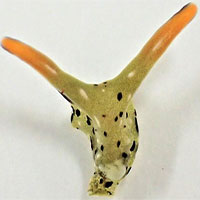 Sinh vật kỳ lạ có thể tự 