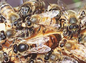 Ong chúa lăng nhăng vì con cháu