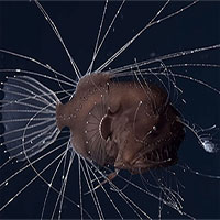 Tập tính giao phối kỳ quái bậc nhất thế giới động vật của cá cần câu Anglerfish
