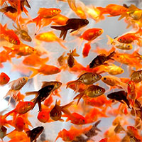 Đây là những lý do bạn không nên thả cá vàng về tự nhiên