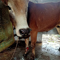 Bệnh lạ xuất hiện, lây lan nhanh trên đàn trâu bò