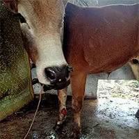 Bệnh lạ xuất hiện, lây lan nhanh trên đàn trâu bò