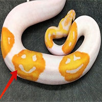 Con trăn kỳ lạ có ba hình mặt cười trên thân