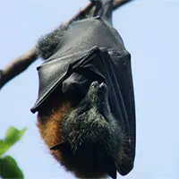 Hàng trăm nghìn người bị mất điện vì cáo bay đầu xám