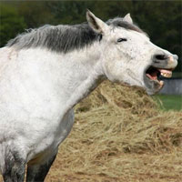 Sự thật khó tin về các loài động vật cho chúng ta thấy mẹ thiên nhiên đã sáng tạo đến mức nào