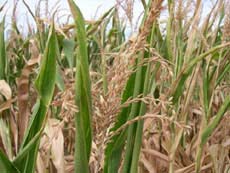 Canada tạo cây chịu hạn tốt