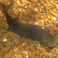 Kỳ giông khổng lồ bên bờ vực tuyệt chủng ở Mỹ