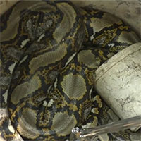 Bắt được đôi trăn lớn đang giao phối trong chum sành