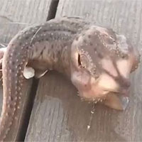 Thủy quái ba chân kỳ lạ gây 