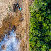 Chỉ 1/3 rừng mưa nhiệt đới trên Trái đất còn nguyên vẹn