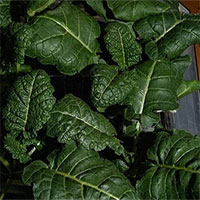 Phát hiện vi khuẩn chưa từng thấy trên trạm ISS