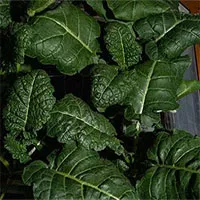 Phát hiện vi khuẩn chưa từng thấy trên trạm ISS