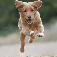 Tại sao chó mèo đột nhiên phấn khích bất thường?