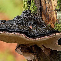 Các nhà khoa học tạo ra bước đột phá trong việc biến gỗ thành một nguồn điện sạch