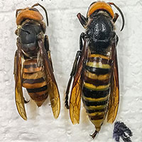 Cảnh báo sinh vật nguy hiểm trỗi dậy, đe dọa nước Mỹ khi mùa xuân đến