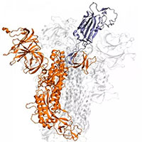 Tại sao Covid-19 lây lan với tốc độ khủng khiếp hơn nhiều so với đại dịch SARS?