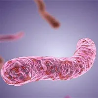 Video từ kính hiển vi cho thấy vi khuẩn chạy trốn bạch cầu trung tính