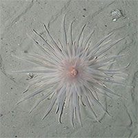 Sinh vật lạ ở đáy biển Nam Cực lộ ra sau 50 năm bị băng bao phủ