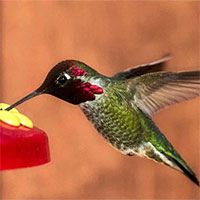 Tại sao chim ruồi phát ra tiếng vo ve?