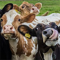 Cho bò ăn tảo để giảm phát thải khí nhà kính