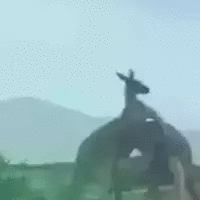 Clip: Kangaroo tung đòn hạ knock out đối thủ như phim hành động