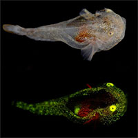 Lần đầu phát hiện cá phát quang sinh học ở Bắc Cực