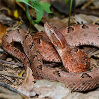 Loài rắn kịch độc có nọc khiến tim ngừng đập chỉ trong vài phút ở Việt Nam