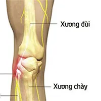 Xương chày là xương gì?