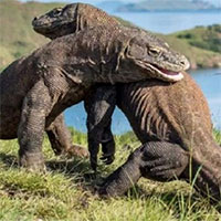 Chính người cổ đại cứu rồng komodo khỏi tuyệt chủng