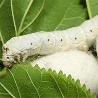 Vì sao ngài tằm đẻ trứng xong là chết ngay?