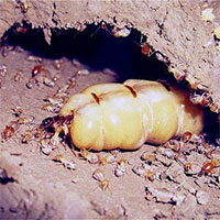 Mối chúa là gì?