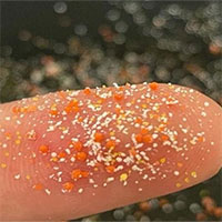 Vi nhựa tạo ra vi khuẩn kháng kháng sinh