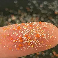 Vi nhựa tạo ra vi khuẩn kháng kháng sinh
