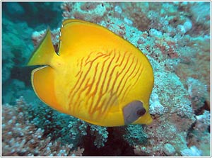 Âm thanh đa dạng của các loài cá