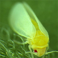 Loài côn trùng kỳ lạ có khả năng ăn cắp DNA từ thực vật