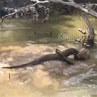 Rồng Komodo truy sát con mồi theo dấu máu, nạn nhân nhảy xuống nước cũng không thoát được