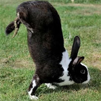 Loài thỏ kỳ lạ chỉ di chuyển bằng cách… trồng chuối