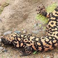 Top 8 loài có nọc cực độc được dùng để chữa bệnh