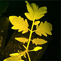 Cây được thiết kế để phát sáng khi cần trợ giúp